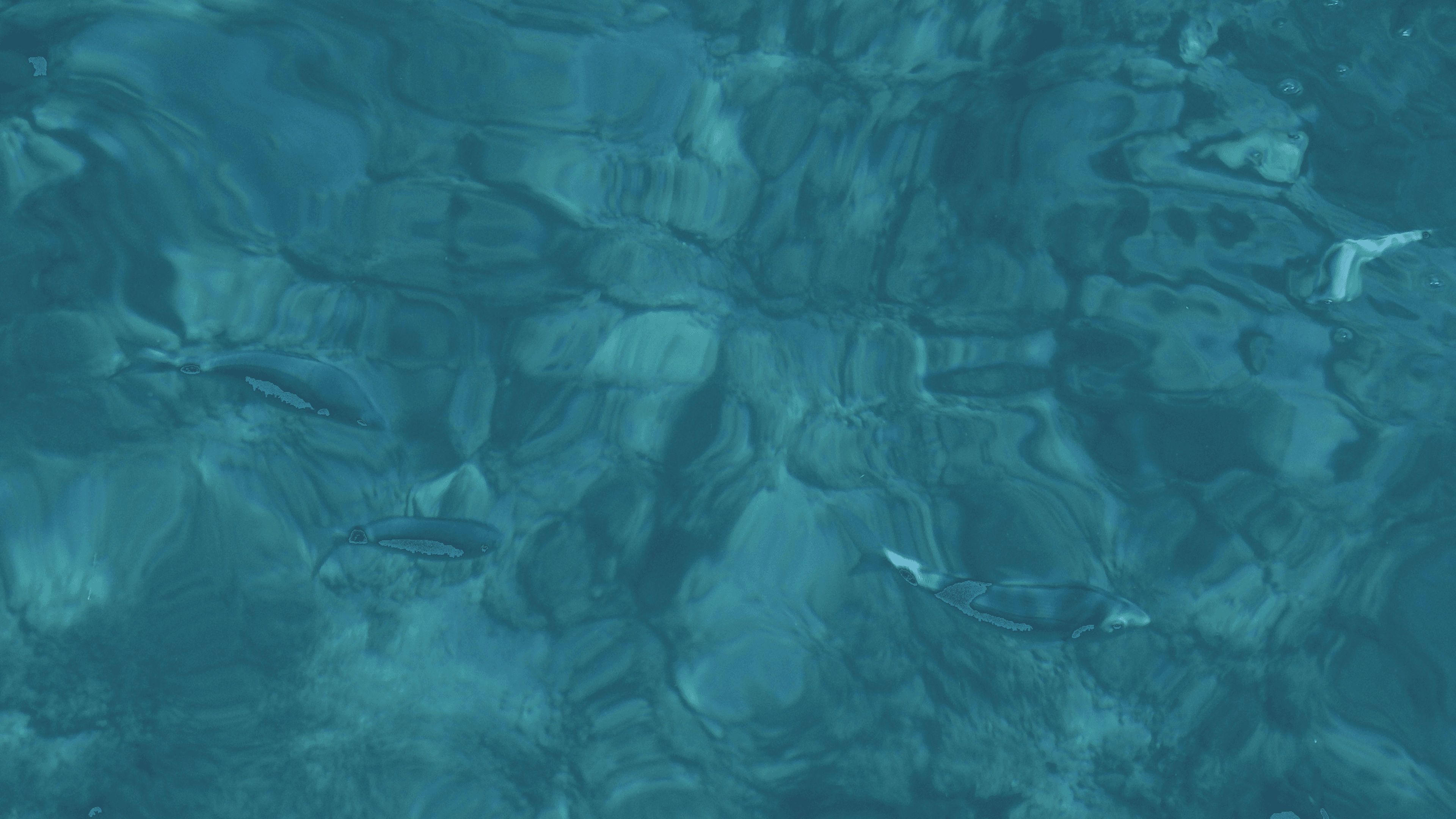 Vista subacquea dal sommergibile